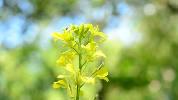 Liten insekt slår ned på gul blomma på suddig bakgrund — Stockvideo