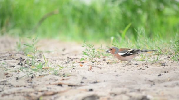 Chaffinch comum masculino forragens em solo arenoso no verão — Vídeo de Stock