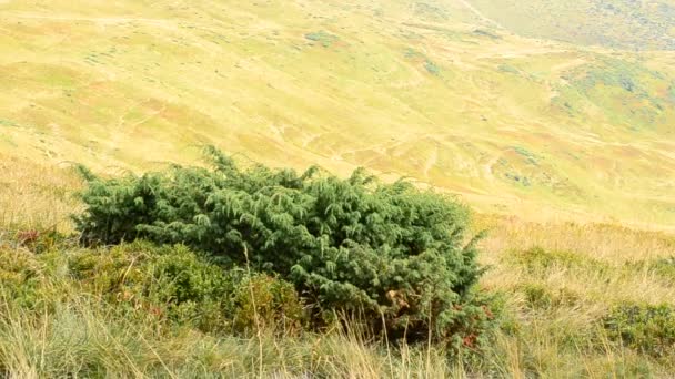 Groene juniper geblazen door de wind op de achtergrond van de gele heuvels — Stockvideo