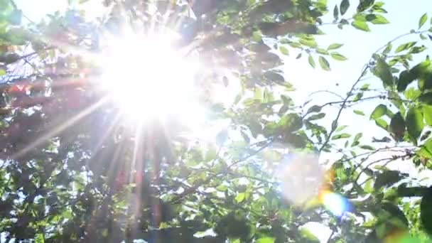Nap sugarai átjön zöld cseresznyefa lombozat — Stock videók
