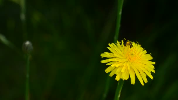 Abeja obrera recoge polen en flor de diente de león amarillo en verano — Vídeos de Stock