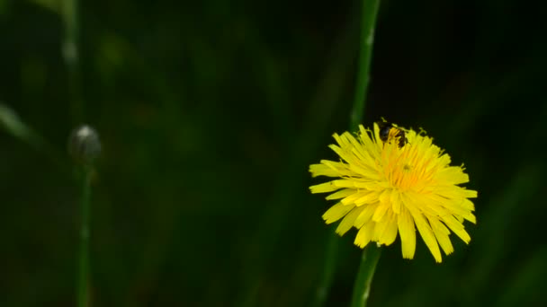 Arbetaren biet samlar pollen på gul maskros blomma i sommar — Stockvideo