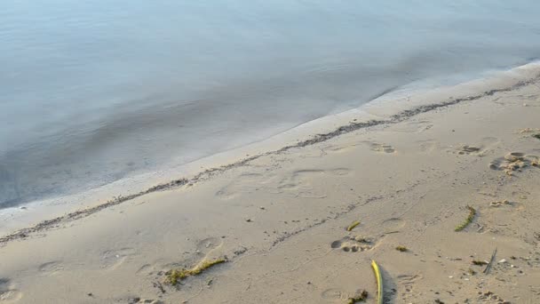 Los pies desnudos del hombre caminando en la orilla de la arena en verano — Vídeos de Stock