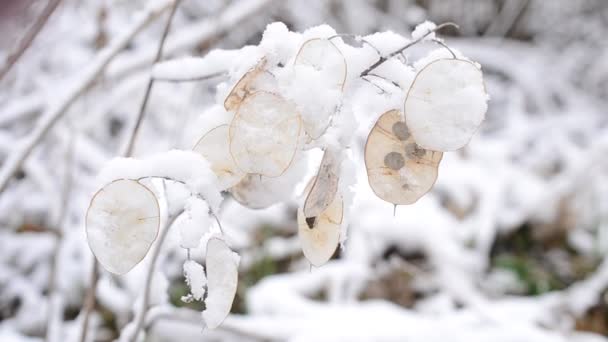 Vinterlandskap med snö faller på vackra lunaria seedpods — Stockvideo