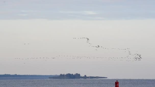 Hejno létajících ptáků uspořádat V tvorbě pro migraci — Stock video