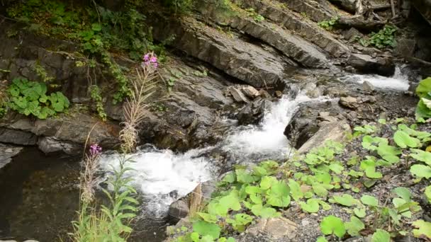 Schöner Gebirgsfluss mit grüner Vegetation und lila Blume — Stockvideo