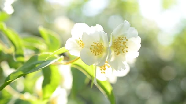 Flor de Philadelphus. Falsa naranja con flores al sol — Vídeo de stock