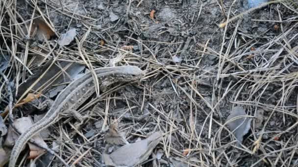 Lézard de sable au sol dans la forêt — Video