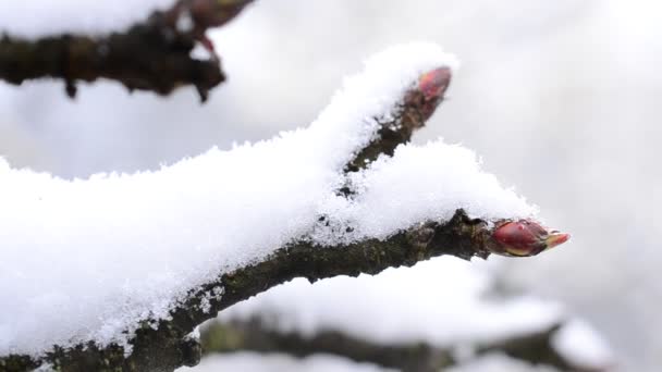 Apple tree twig with mature buds with snow falling onto it — Stock Video
