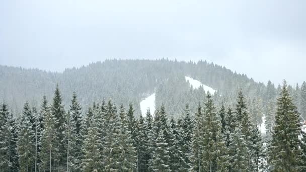 Schnee fällt in den Bergen vor dem Hintergrund des grünen Tannenwaldes — Stockvideo