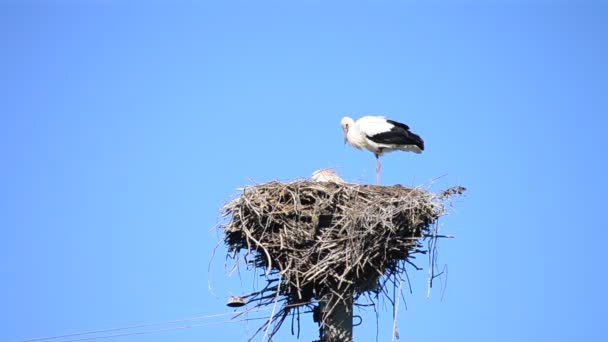 Twee ooievaars in nest. Een ooievaar staat op één been — Stockvideo