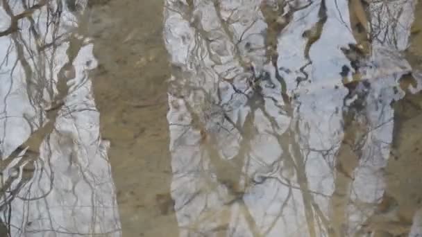 Surface de l'eau avec reflets d'arbres et de branches sans feuilles — Video