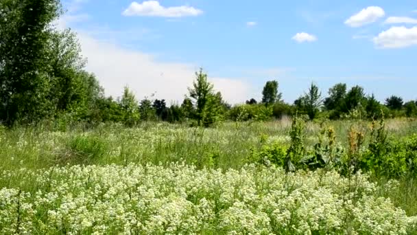 De nombreux oiseaux volent en été au-dessus d'une prairie verte avec des fleurs 