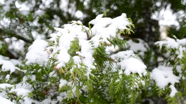 Sníh padá na zasněžené zelené thuja větve v zimě — Stock video