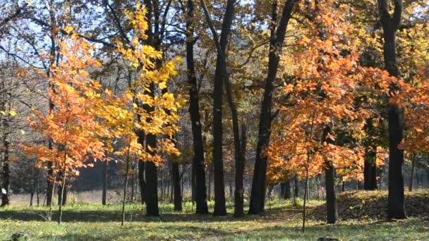 Hermosa caída de hojas en el parque de otoño o bosque soplado por el viento — Vídeo de stock