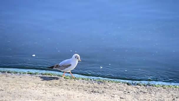 Seagull loopt op de dijk, neemt vlucht en vliegt weg — Stockvideo