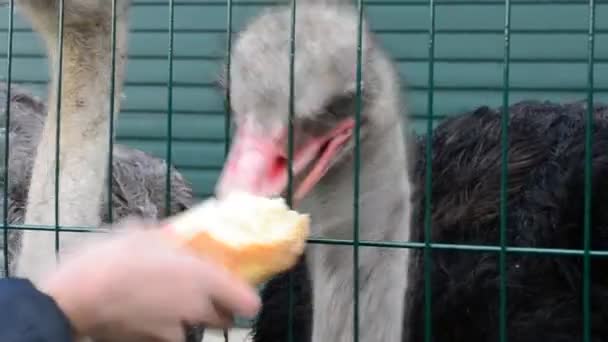 Hungry ostrich in zoo fed with bread through cage by visitors — Stock Video
