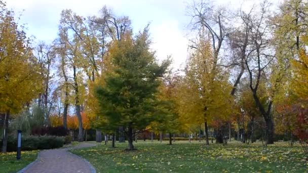 Hermoso paisaje colorido parque en otoño — Vídeo de stock