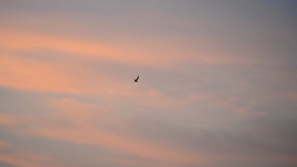 Meeuw vliegt op achtergrond van blauwe en rode lucht bij zonsopgang of zonsondergang — Stockvideo