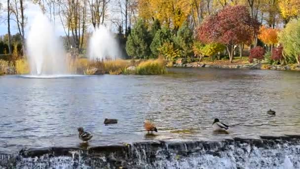 Los patos en el estanque limpian sus plumas en el hermoso parque de otoño — Vídeo de stock