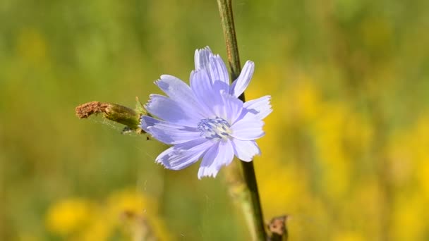 Abeja se enciende en la flor de achicoria azul y vuela lejos — Vídeo de stock