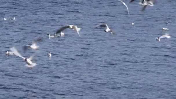 Muchas gaviotas volando y llorando sobre el agua azul — Vídeos de Stock