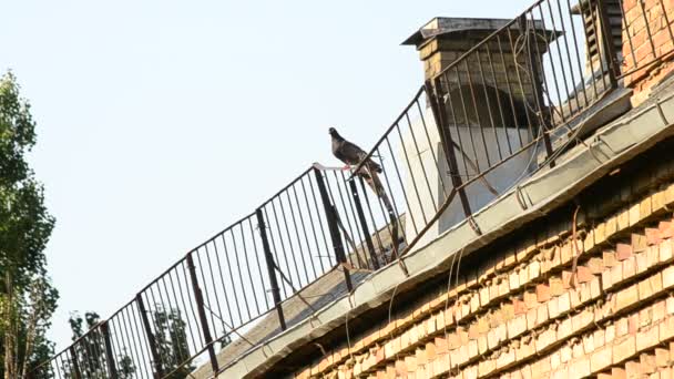 Tmavě šedé holubí sedí na střeše a letí pryč — Stock video