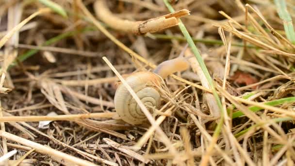 Caracol com casca rasteja na grama seca ou palha — Vídeo de Stock