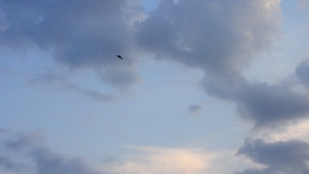 Mouette dans le ciel bleu avec des nuages 