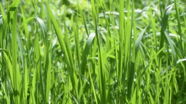 Çerçeveyi dolduran gür yeşil çimen