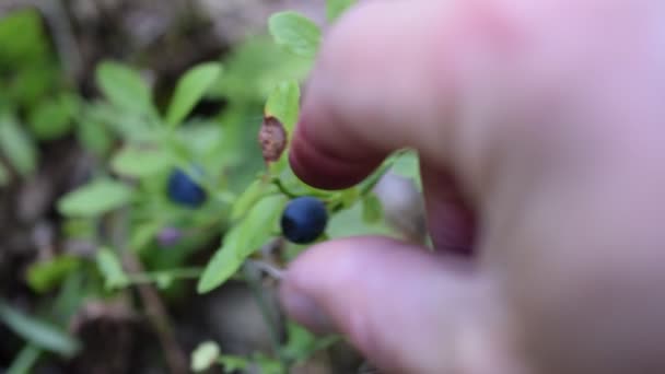 Mannelijke handen verzamelen blauwe bosbes — Stockvideo