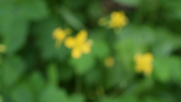 クサノオウの回。大きいクサノオウの黄色の花. — ストック動画