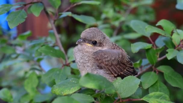Hand van een menselijke voeding grasmus fledgling in natuurlijke omgeving — Stockvideo