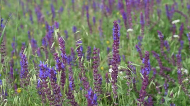 Sauge dans une prairie avec des abeilles 