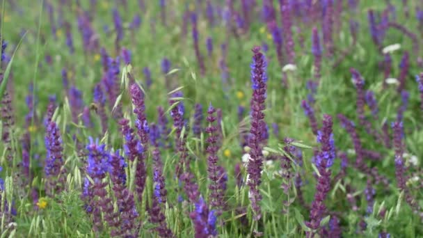 Sauge dans une prairie avec des abeilles — Video