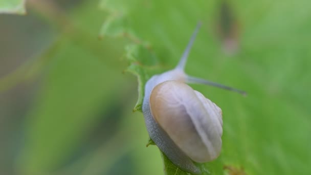 Slak in shell verkenningen uit frame. — Stockvideo