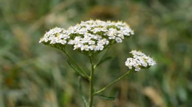 Achillea millefolium. Civanperçemi çiçek yakın çekim