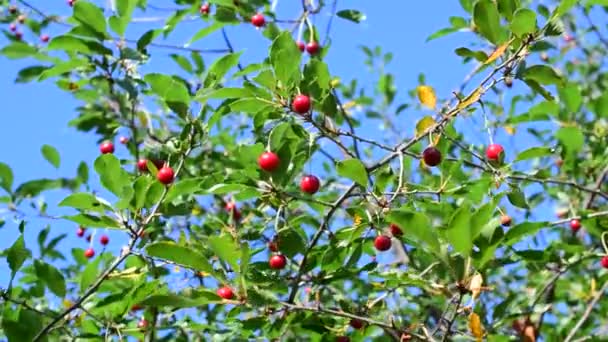 Красные ягоды вишни на фоне голубого неба — стоковое видео