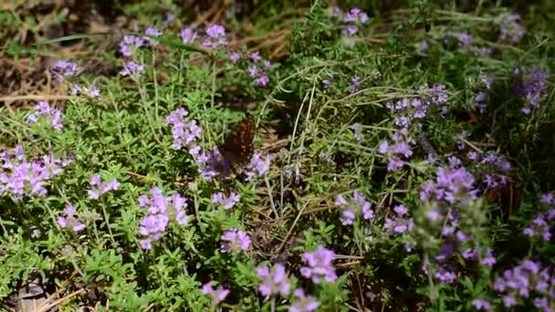 Borboleta em flores de tomilho — Vídeo de Stock