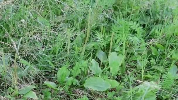 Μεγάλο πράσινο φυτό Plantago στον κήπο, plantain, φαρμακευτικών φυτών, λουλούδια — Αρχείο Βίντεο