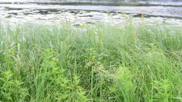 Зеленые камыши, тростник и трава, качающиеся на ветру по озеру на размытом фоне — стоковое видео