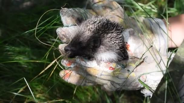 Holding a hedgehog in hands with gloves — Stock Video