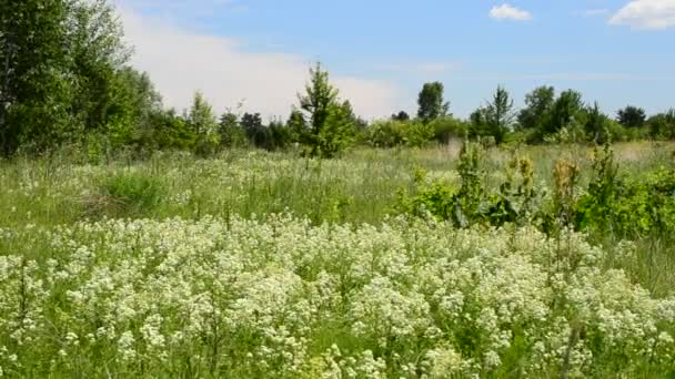 Swift birds fly over a green blossoming meadow — Stock Video