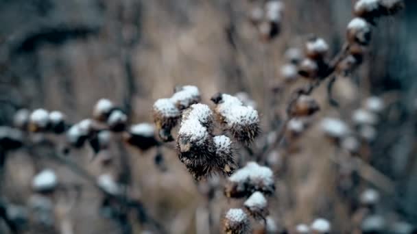 Bardane tête épineuse sous la neige — Video