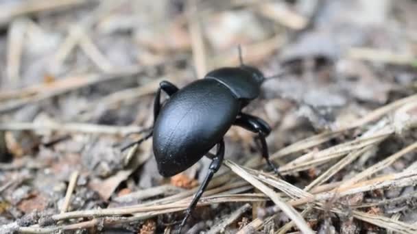 Carabus glabratus. Гладкий земляной жук — стоковое видео