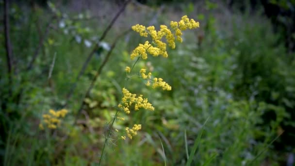 Yellow ladys bedstraw on background of green grass — Stock Video