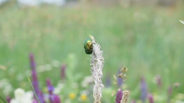 풀밭에 아름 다운 질경이 꽃에 빛나는 에메랄드 녹색 꽃 풍뎅이과 곤충 딱정벌레 — 비디오
