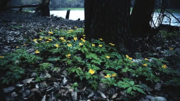 Cena dramática com flores amarelas selvagens em fores — Vídeo de Stock