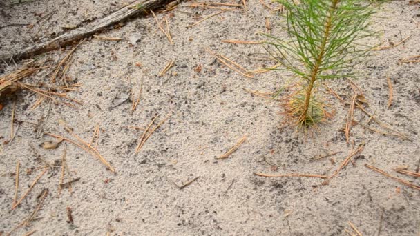 Τα μυρμήγκια ανίχνευσης σε μονοπάτι από το αμμώδες έδαφος — Αρχείο Βίντεο
