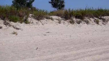 Küçük kerkenez uçar ve kumlu zeminde toprakları